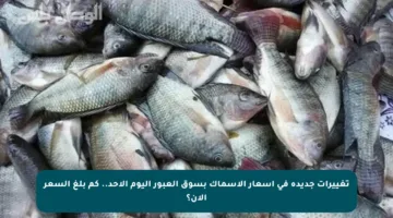 تغييرات جديدة في أسعار الأسماك بسوق العبور اليوم الأحد.. كم بلغ السعر الآن؟